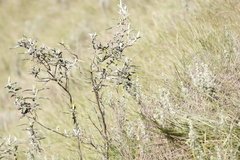 Buddleja salviifolia