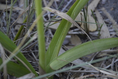 Eulophia speciosa