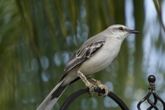 Mimus gilvus rostratus