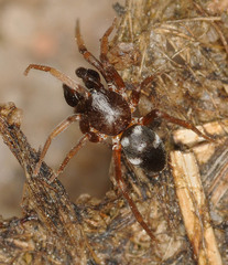 Phrurolithus festivus