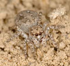 Attulus distinguendus