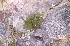 Erodium cicutarium cicutarium