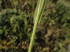Bromus madritensis