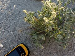 Johnstonella costata