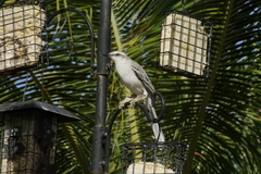 Mimus gilvus rostratus