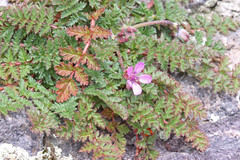 Erodium cicutarium cicutarium