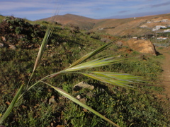 Bromus madritensis