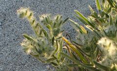 Johnstonella costata