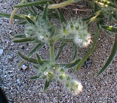 Johnstonella costata