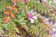 Erodium cicutarium cicutarium