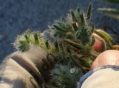 Johnstonella costata