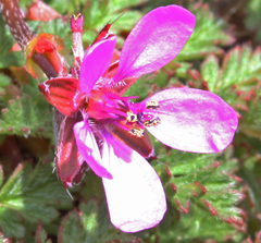 Erodium cicutarium cicutarium