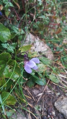 Viola reichenbachiana