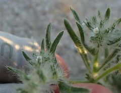 Johnstonella costata