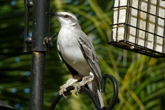 Mimus gilvus rostratus