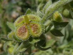 Cynoglossum officinale