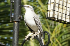 Mimus gilvus rostratus