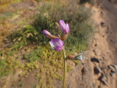 Astragalus mareoticus