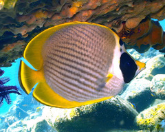Chaetodon adiergastos