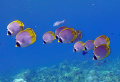 Chaetodon adiergastos