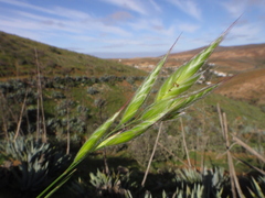 Bromus lanceolatus