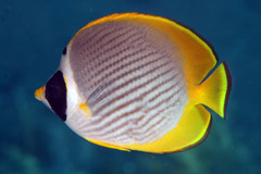 Chaetodon adiergastos