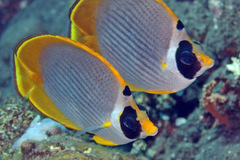 Chaetodon adiergastos
