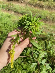 Rhopalomyia capitata