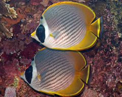 Chaetodon adiergastos