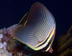 Chaetodon baronessa