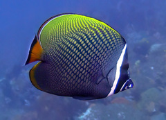Chaetodon collare