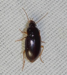 Notiobia