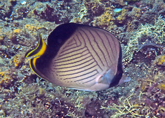 Chaetodon decussatus