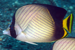 Chaetodon decussatus