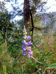 Lupinus montanus