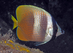 Chaetodon kleinii