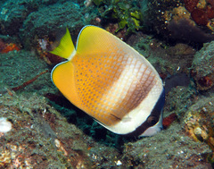 Chaetodon kleinii