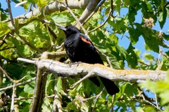 Agelaius phoeniceus californicus