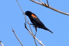 Agelaius phoeniceus californicus