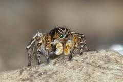 Aelurillus v-insignitus