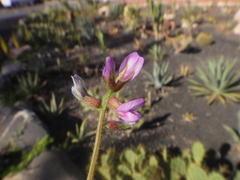 Astragalus mareoticus