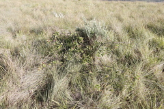 Searsia