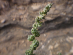 Oligomeris linifolia