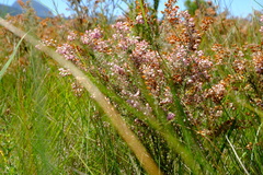 Erica racemosa