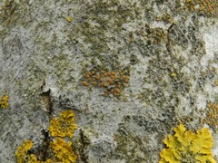 Athallia pyracea
