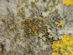 Athallia pyracea