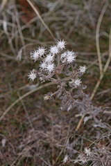 Heterotheca hirsuta