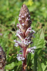 Orobanche crenata
