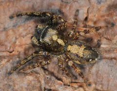 Dendryphantes hastatus