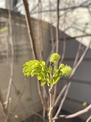 Leucaena retusa